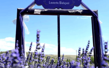 Lavanta Şenliği