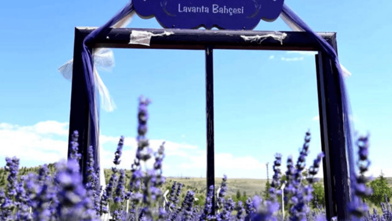 Lavanta Şenliği