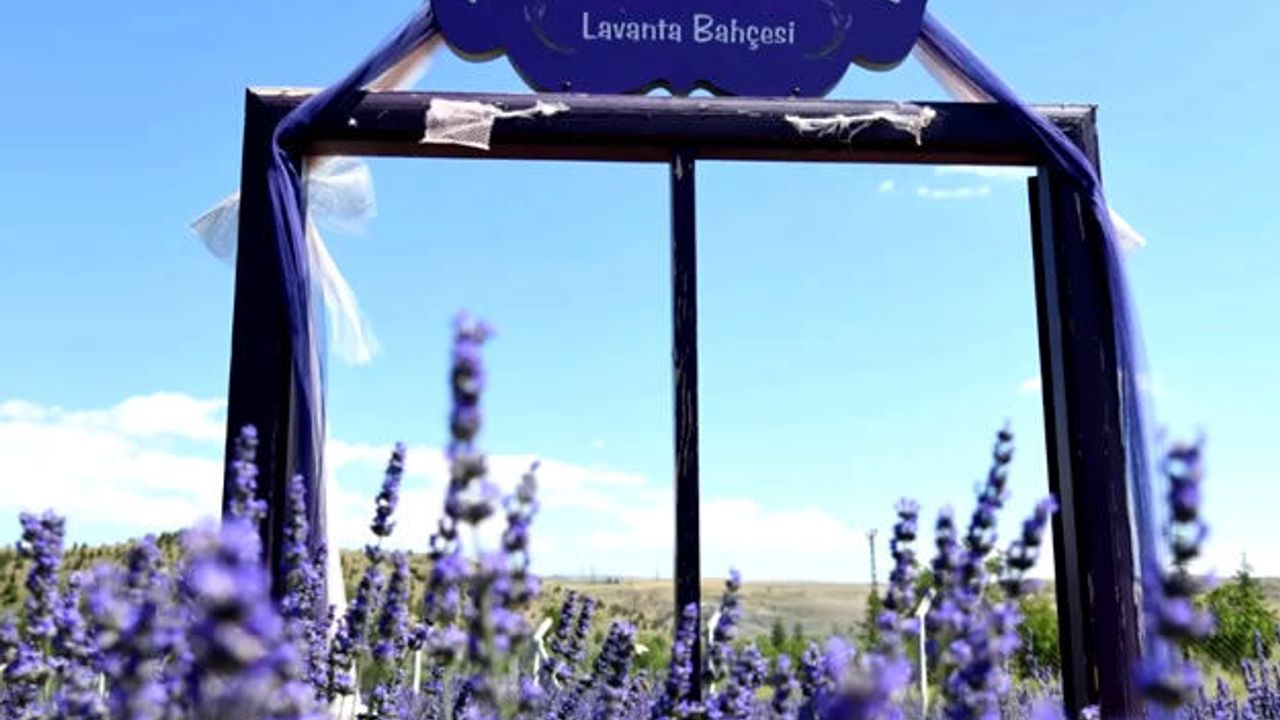 Lavanta Şenliği